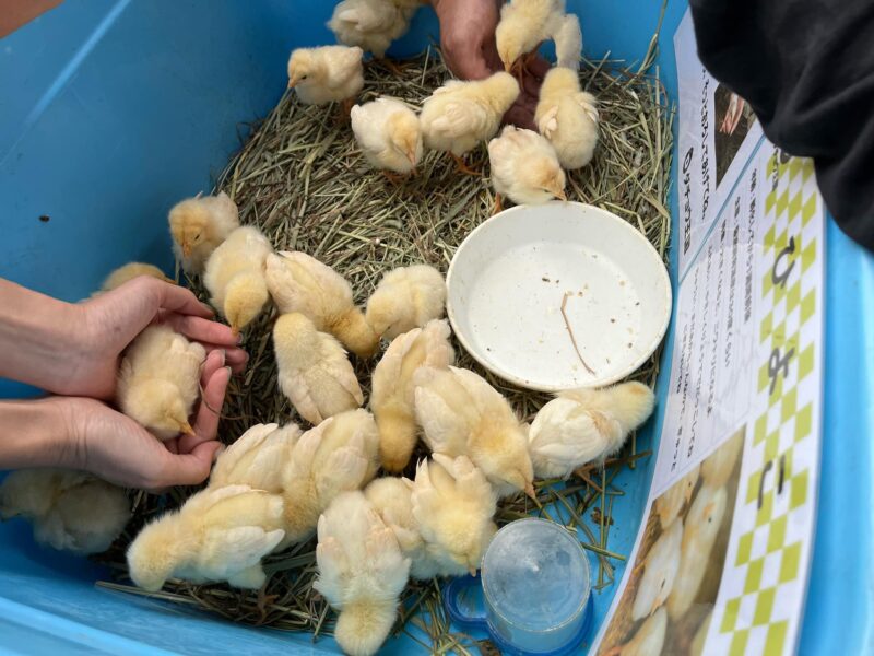 湘南ベルマーレ　サガン鳥栖戦