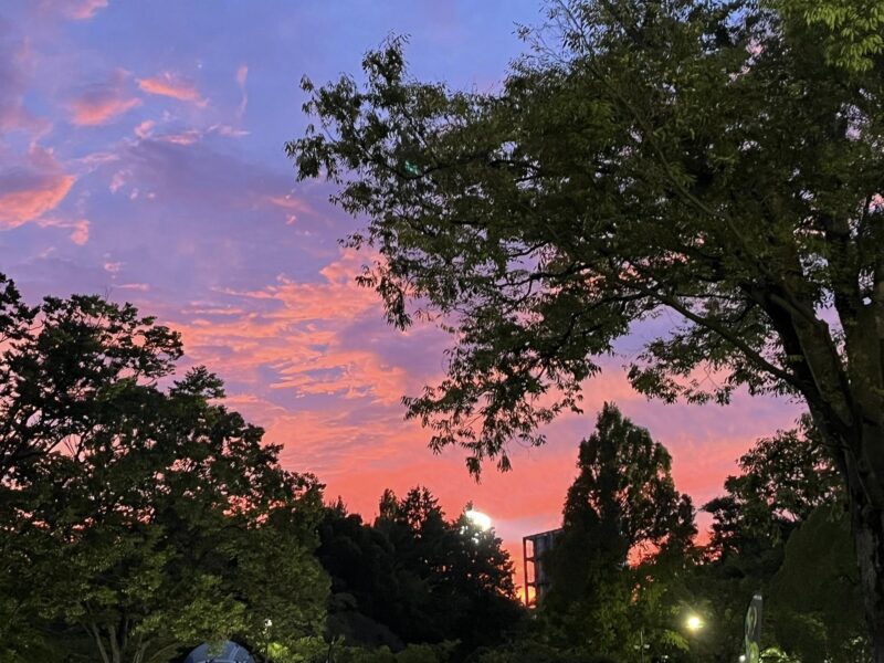 湘南ベルマーレ ルヴァンカップ サンフレッチェ広島戦