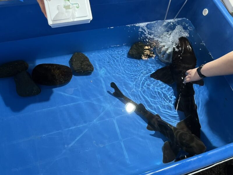 湘南ベルマーレ 川崎フロンターレ戦