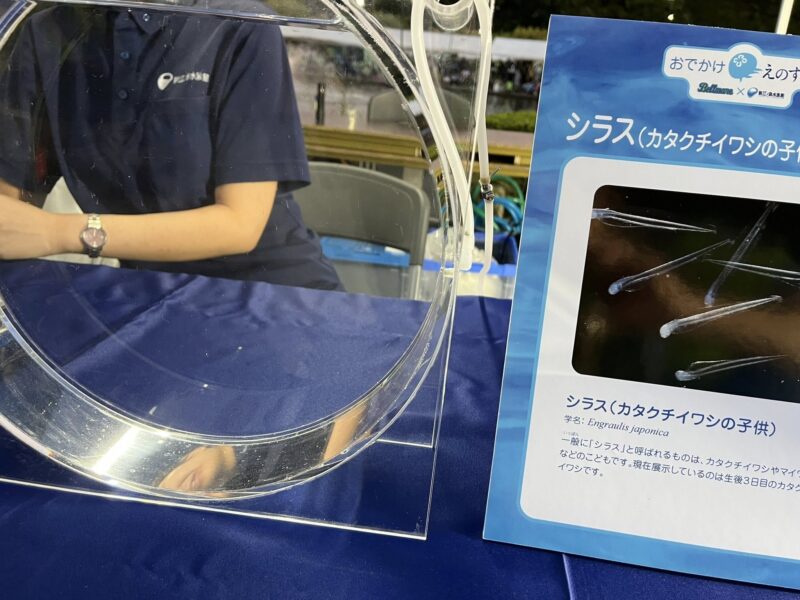 湘南ベルマーレ 川崎フロンターレ戦