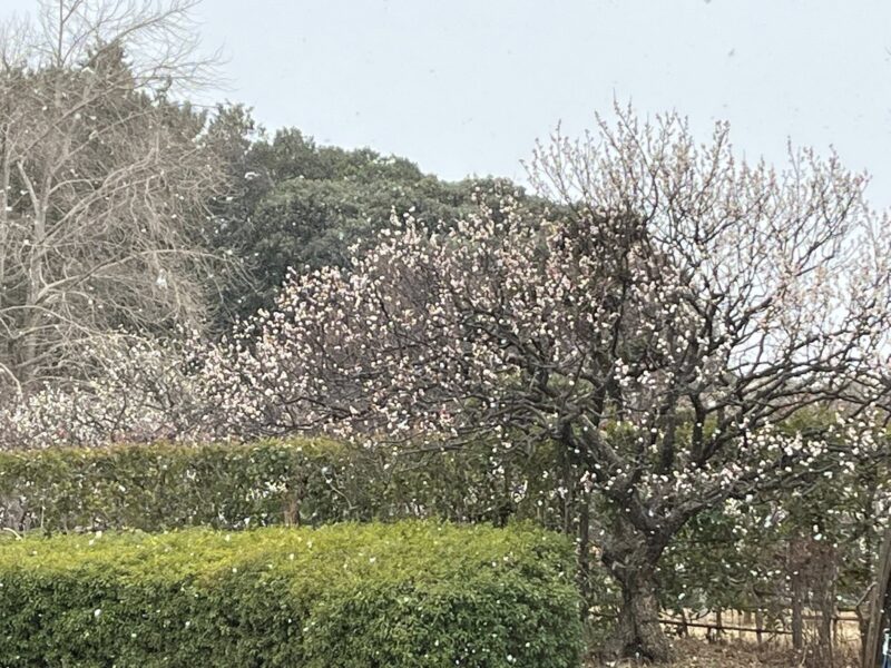 湘南ベルマーレ ブラウブリッツ秋田戦